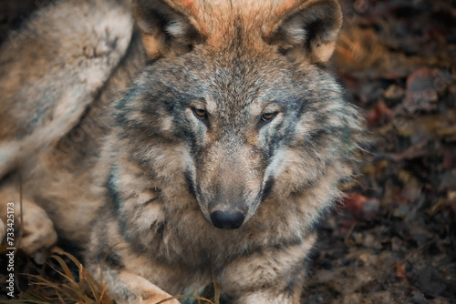 close up of a wolf head  wolf portrait  dramatic lighting