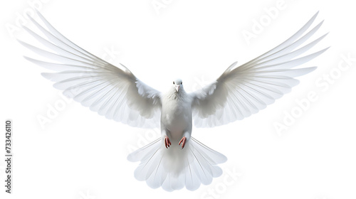 dove in flight isolated on white background png © Love Muhammad