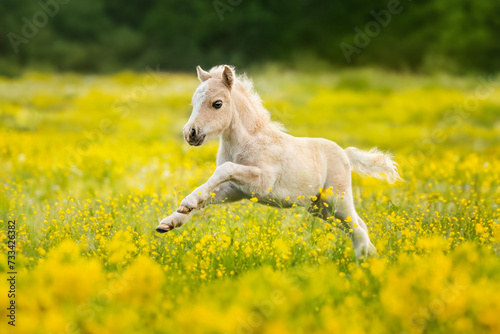 Little shetland pony foal running in the field with flowers