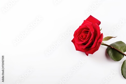 Red rose isolated on white background with copy space. Beautiful red rose flower on white background. Fresh single rose. Valentine's day, Mother's day, Women's Day, Wedding and love concept