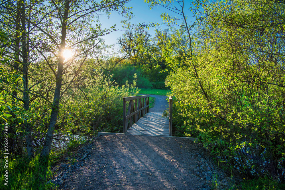 path in the park with bridge