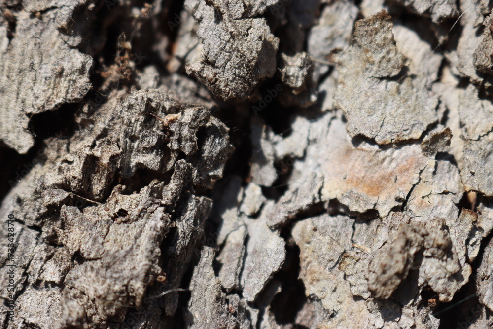 bark of a tree bark of a tree