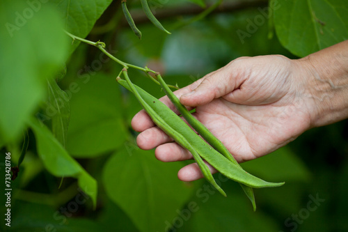 Foto Runner bean Scarles it is my favourite variety with orange, red flashy flowers and long tender pods