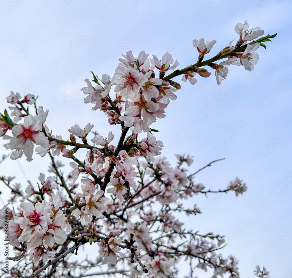 Bountiful Almond Blossoms Unveiled. Almendro. Prunus dulcis. Bountiful Almond Blossoms Unveiled. Almendro. Prunus dulcis.