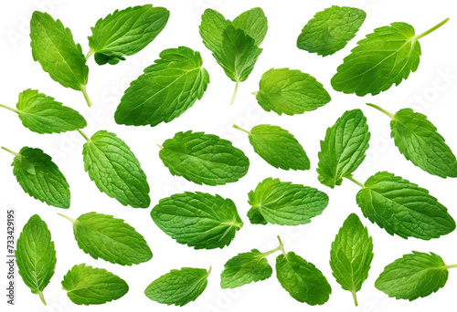 Collection of fresh mint leaves isolated on white background