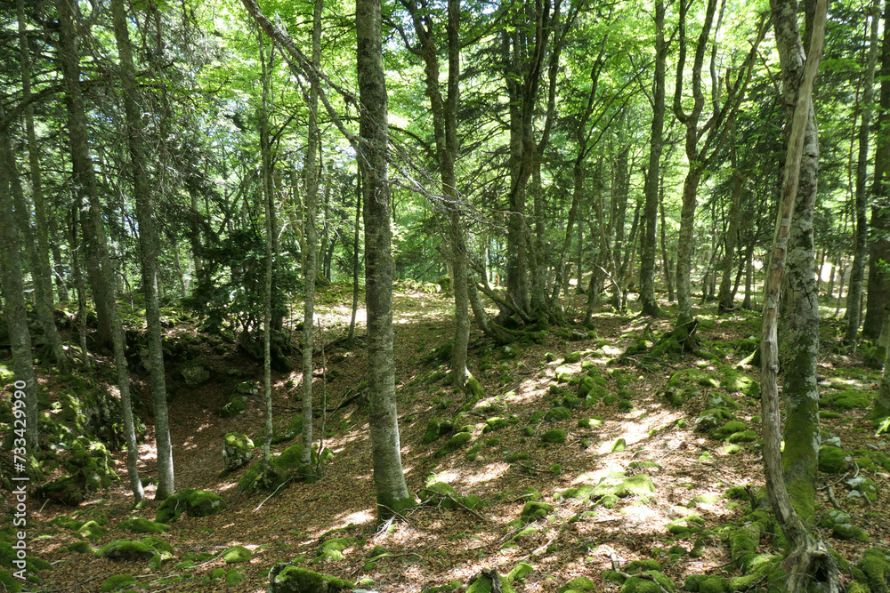 Fototapeta premium Foret