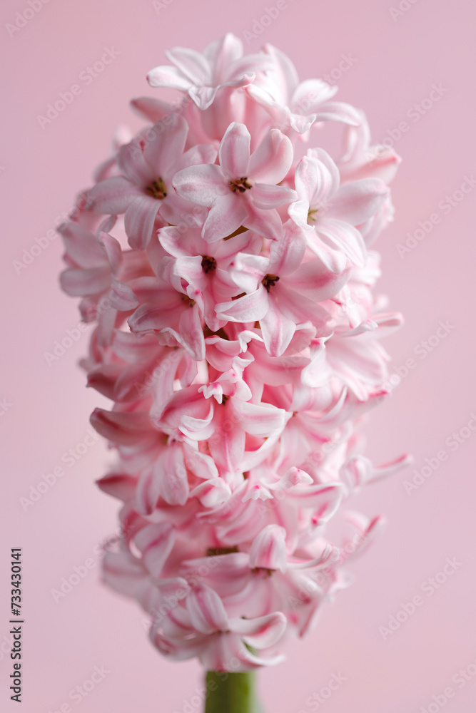 Obraz premium Close up of fresh pink hyacinth