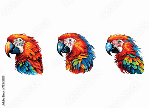 parrot vector illustration isolated on white background. 