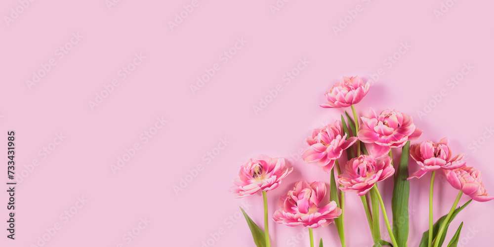 Fototapeta premium Pink tulips on pastel pink background. Spring present for women. Birthday, Mothers day and Womens day greeting or invitation card. Banner top view, flat lay with copy space