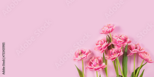 Pink tulips on pastel pink background. Spring present for women. Birthday  Mothers day and Womens day greeting or invitation card. Banner top view  flat lay with copy space