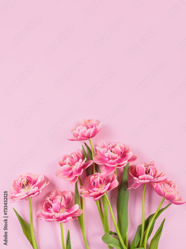 Pink tulips on pastel pink background. Spring present for women. Birthday, Mothers day and Womens day greeting or invitation card. Top view, flat lay with copy space Pink tulips on pastel pink background. Spring present for women. Birthday, Mothers day and Womens day greeting or invitation card. Top view, flat lay with copy space