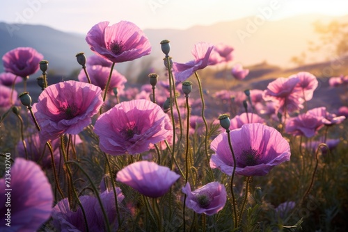 Purple poppy blossoms in a field photo