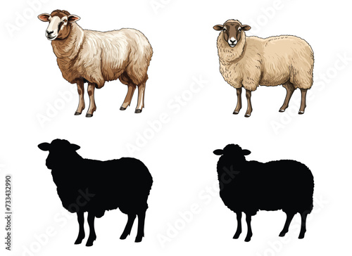 sheep vector illustration isolated on white background. 