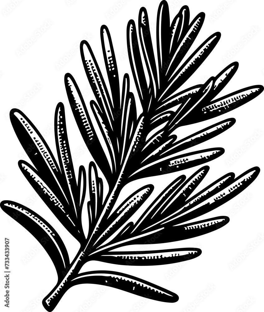 Rosemary herb vector doodle illustration.