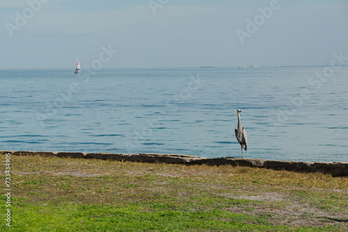 Horizontal Low shot over grass of a blue heron sitting on edge of seawall lookingat camera from Vinoy Park in St. Petersburg, Florida morning sun. Tampa Bay in the background and far shoreline in back photo