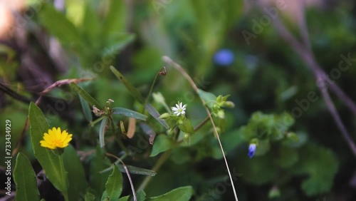 a child plucking a little white flower