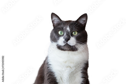 Portrait of a charming, elegant, very beautiful gray-white cat, on a white background.