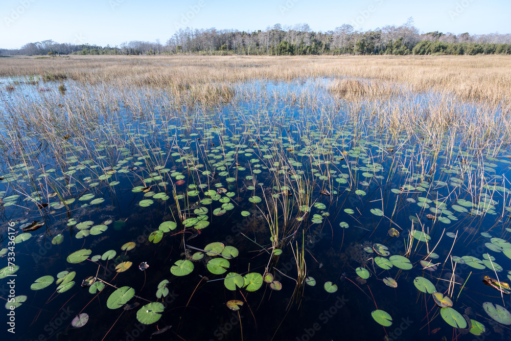 Lily pads on shallow pond in wetlands of Grassy Waters Preserve in West Palm Beach, Florida on clear sunny winter morning.