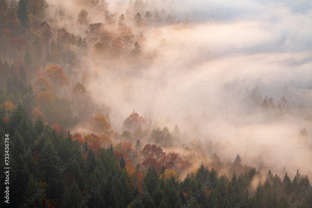 Fog drifts through the autumn-coloured trees in the Black Forest during an inversion