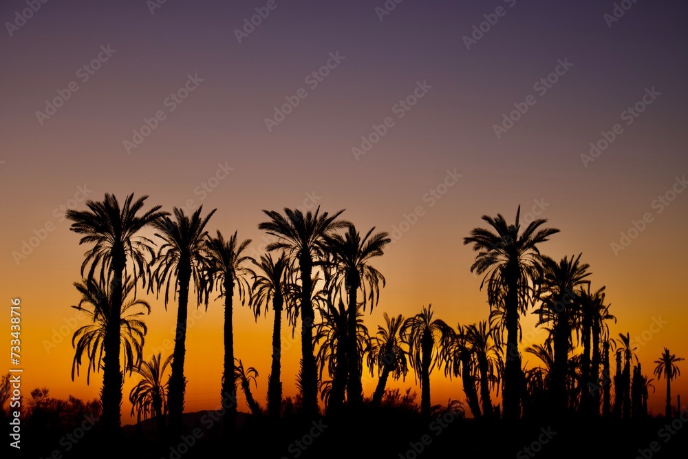 trees at sunrise - silhouette