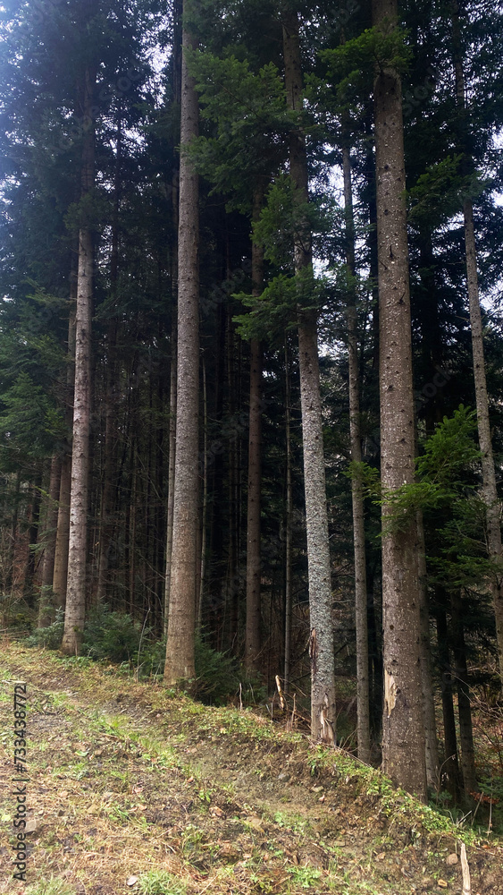 Obraz premium coniferous forest, tree roots appear from the ground