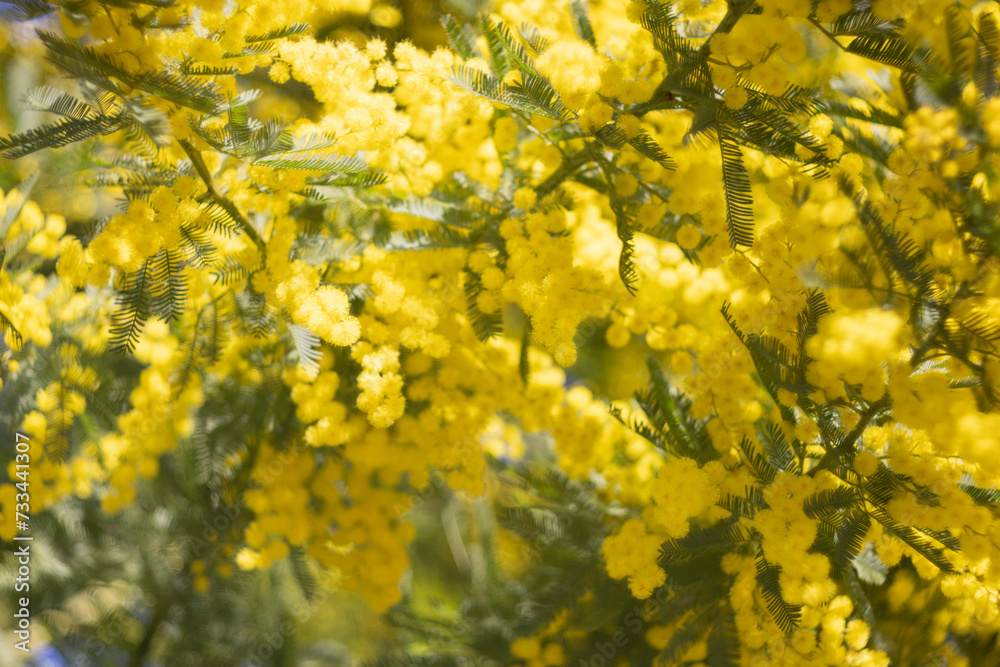 Mimosas flower bloom. Womens Day Mimosas flower bloom. Womens Day
