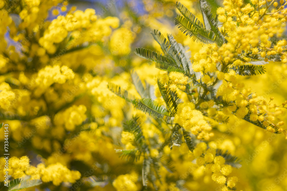 Mimosas flower bloom. Womens Day Mimosas flower bloom. Womens Day