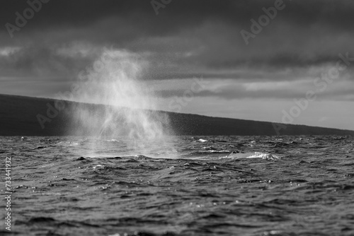 Humpback Whale Spout Blowing near Lahaina, Maui, Hawaii © davidhoffmann.com