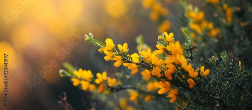 Vibrant Yellow Flowers in Gorse: Ulex Plant Showcases the Beauty of Yellow Flowers in Gorse, a Stunning Ulex Plant photo