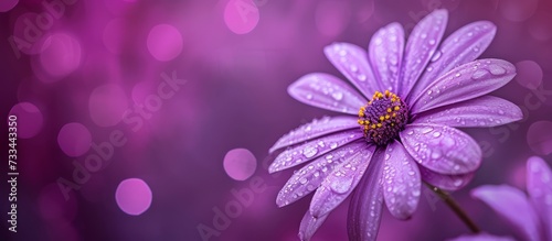 Vibrant Lem on a Striking Purple Background: Lem, Purple, Background Combination Unveiled photo