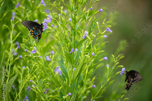 butterflies on a  wild flowers