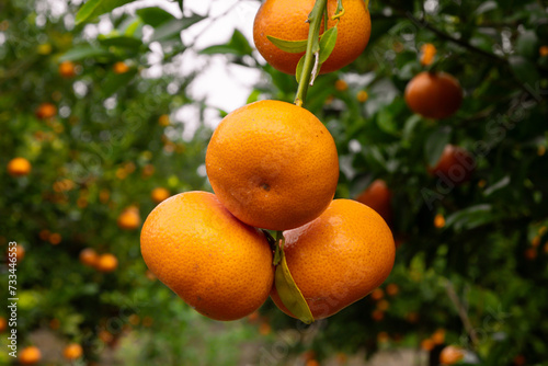 Close-up tangerines on the tree. Sweet tangerines of deep orange color. Fresh fruits on the tree in the tangerine garden.