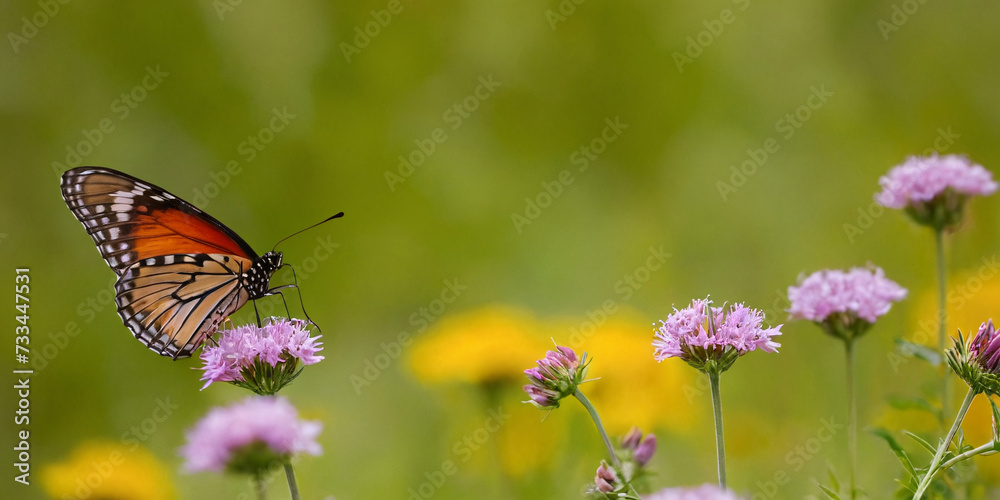 Butterflies fluttering over wildflowers in a meadow in the summer. Butterflies fluttering over wildflowers in a meadow in the summer.