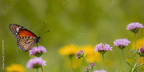Butterflies fluttering over wildflowers in a meadow in the summer. © hobonski