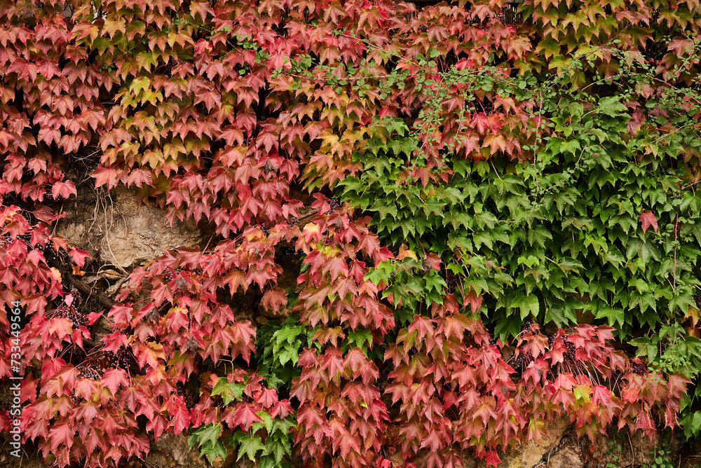 Wall covered with ivy leaves in red and green colours Wall covered with ivy leaves in red and green colours