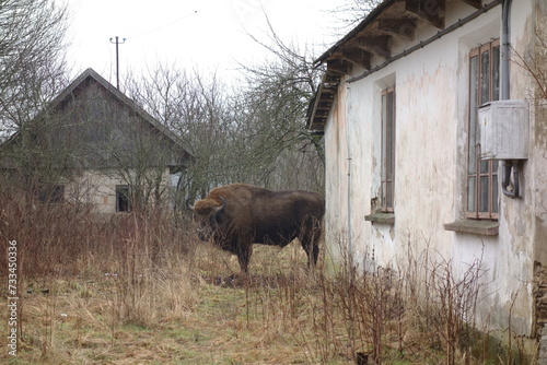 European bison roaming amid dilapidated houses in the village Teremiski in the Bialowieza Forest, Poland