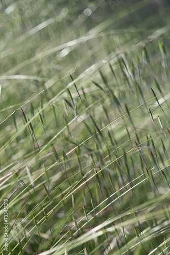 Abstract image of reeds.  Green vegetation background texture  blurry.