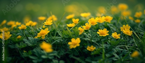 Vibrant Yellow Tiny Flowers Grown Among Lush Green Grass Create a Stunning Image of Yellow, Tiny Flowers Grown in a Sea of Grass