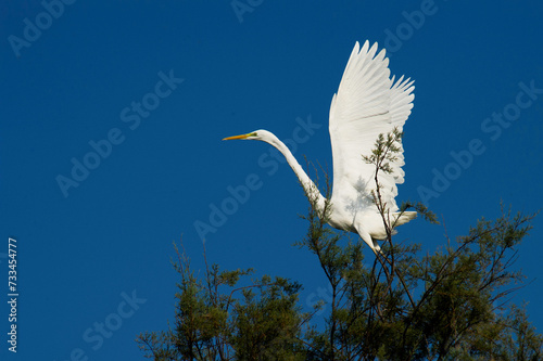 snowy egret flying in the sky photo