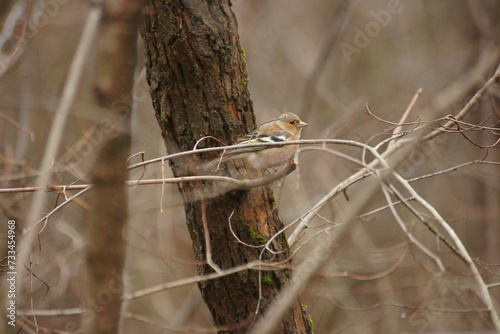 Rare bird in winter on a tree in the forest.  Novocherkassk, Russia. photo