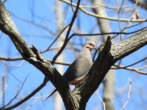 A mourning dove perched in a tree at the Edwin b. Forsythe National Wildlife Refuge, Galloway, New Jersey. photo