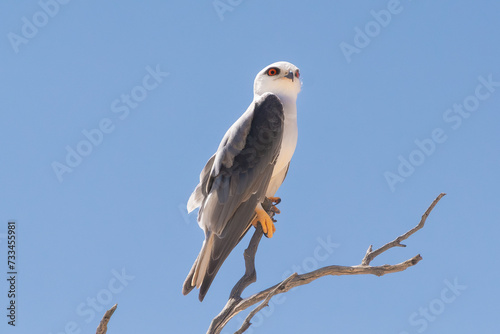Tableau sur toile Black-winged kite, black-shouldered kite - Elanus caeruleus perched with blue sky in background