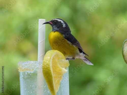 Sucrier sur un verre à  cocktail