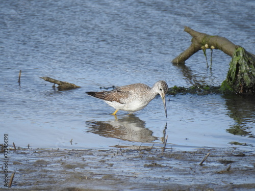 A greater yellowlegs shorebird wading in the shallow waters of the Edwin B. Forsythe National Wildlife Refuge, Galloway, New Jersey. photo