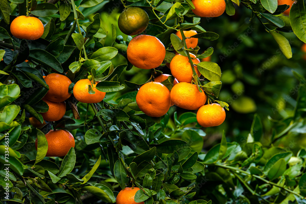 Tangerines on a branches with green leaves on tree. Tangerine tree with ripe fruits. Tangerines on a branches with green leaves on tree. Tangerine tree with ripe fruits.