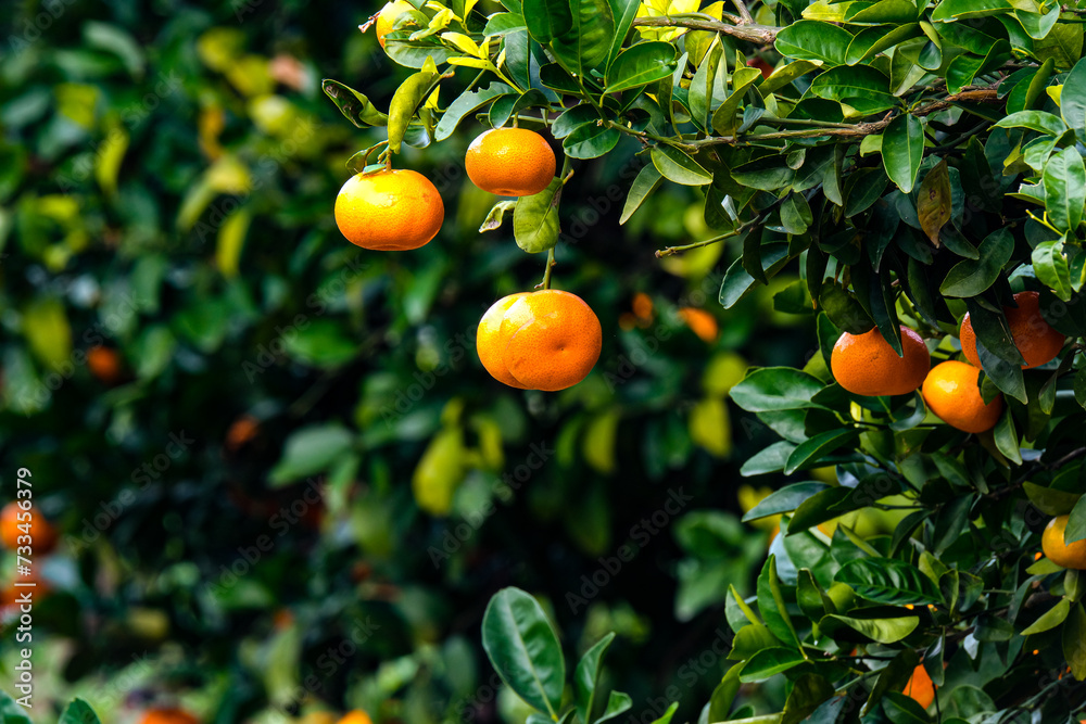 Tangerines on a branches with green leaves on tree. Tangerine tree with ripe fruits. 