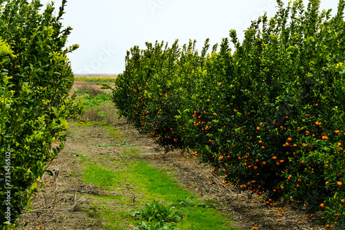 Tangerine trees in garden, tangerine tree farm plantation in south of Adana. Selective focus.