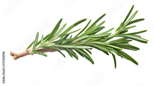 twig of rosemary on transparent background photo