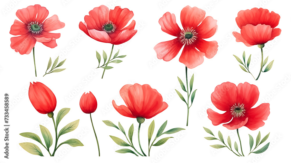 Red poppy flower watercolor illustration isolated on white background.  Green buds and leaves. Floral design for decor or holiday wedding greetings cards template - obrazy, fototapety, plakaty 