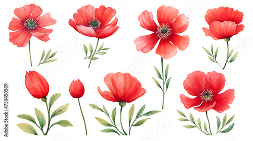 Red poppy flower watercolor illustration isolated on white background. Green buds and leaves. Floral design for decor or holiday wedding greetings cards template